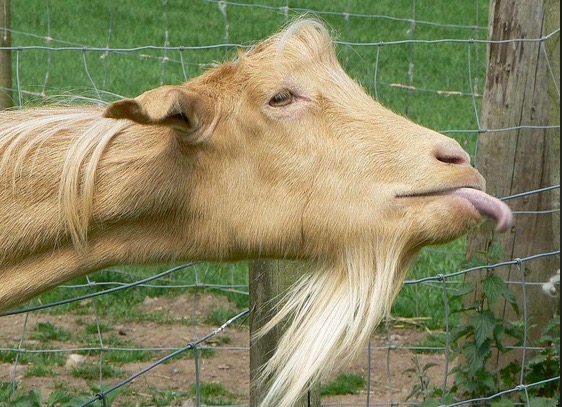 Leave My Goat Alone – Please!