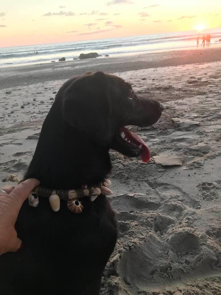 LOVE MY BEACH DOG